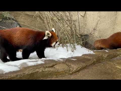 モナカちゃんとグミママ😊　レッサーパンダ　那須どうぶつ王国にて　2026年1月9日 サムネイル