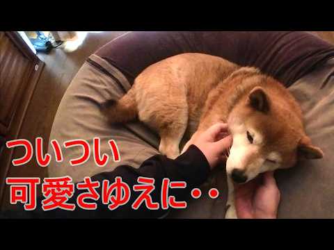 【1090】過去映像：朝から弄られる柴犬さん サムネイル