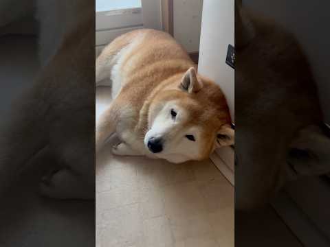 柴犬福 洗面所で寝てた柴犬🤣Why here🤣shorts 柴犬 shibainu japanesedog dogsh… サムネイル