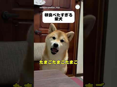 圧強め…「たまご」連呼する柴犬が面白すぎる　　柴犬　犬　かわいい犬 面白い　犬のいる生活 サムネイル