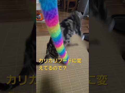 今日のキビ。体重1800g cat kitten 猫 子猫 仔猫 子猫の体重 ibukikohaku 癒し 子ネコ s… サムネイル