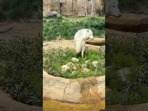shorts 走る❣️真白ちゃん　ホッキョクオオカミ　那須どうぶつ王国　2026年4月24日 サムネイル