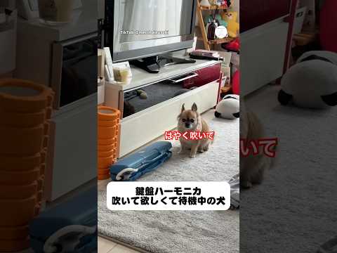 鍵盤ハーモニカが大好きな犬　　犬　いぬ　チワワ　犬のいる暮らし かわいい犬 サムネイル