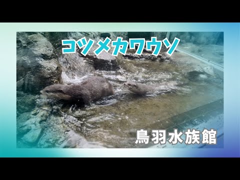 【鳥羽水族館】鳥羽水族館のコツメカワウソ✨ サムネイル