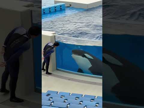 shorts ランちゃんと かくれんぼ☺️  須磨シーワールドにて　2025年12月25日 サムネイル