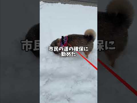 柴犬が札幌市民のために立ち上がる！ サムネイル