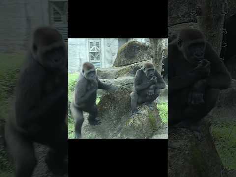 gorilla Tayari chasing away the pigeon 塔塔趕走鴿子 gorillatag ta… サムネイル