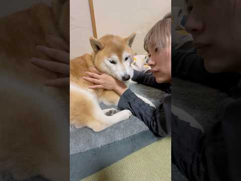 柴犬福 姉にまた変なニックネーム付けられちゃいそうな柴犬🤣Sis and Shiba🤣姉と柴 shorts funny… サムネイル