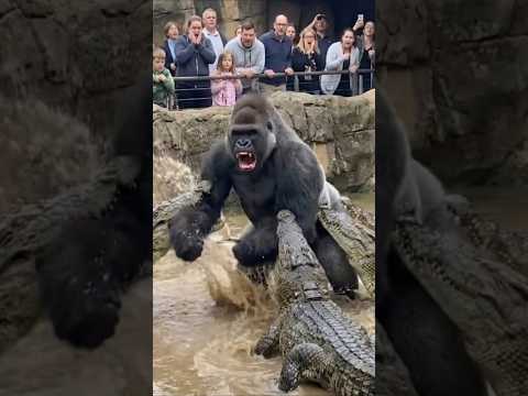 Ferocious Gorilla Shows Off Its Power!🦍💥 サムネイル