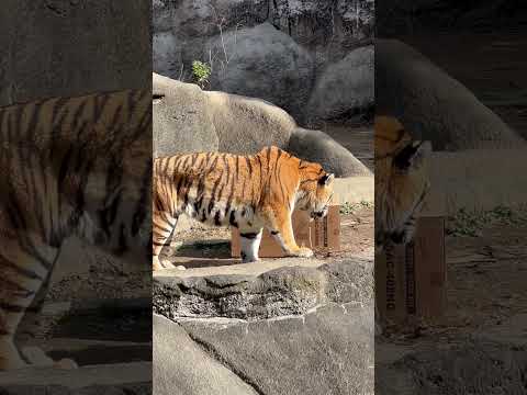 shorts 一回目はソーンさんも怒られなかったのですが😅　アムールトラ　浜松市動物園にて　2026年2月14日