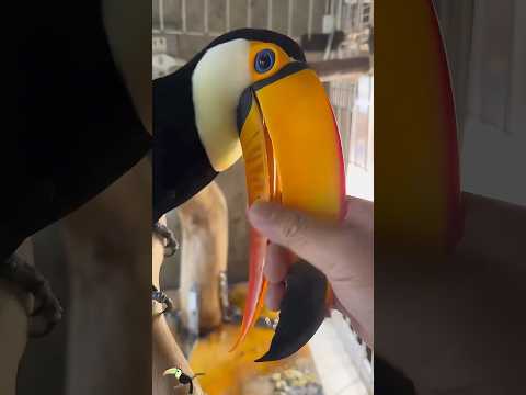 The Playful, Cuddly Toucan 🦜animals lovestory shortfeed sci… サムネイル