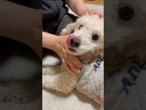 shorts 撫で撫でタローちゃん　トイプードル　2026年3月8日 サムネイル