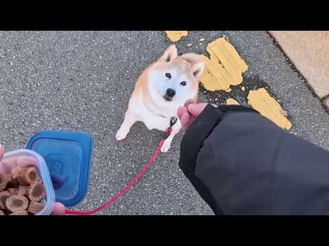 手の動きに合わせてコクコク首を動かしてくれるモモさん サムネイル