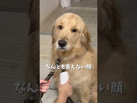 理想は月イチお風呂ですが、ドッグランやお散歩で泥んこになったりするのでなんやかんや2週間に1回はお風呂入れてる気がする… サムネイル