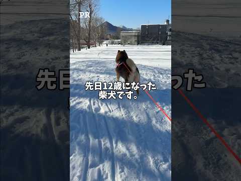 【PR】12歳になった柴犬が気にしていること…