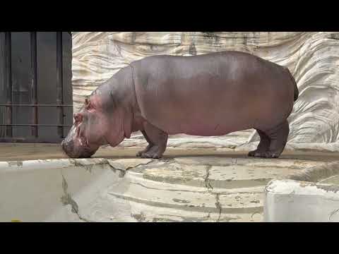 ユイちゃん　カバ🦛　上野動物園にて　2026年2月6日 サムネイル