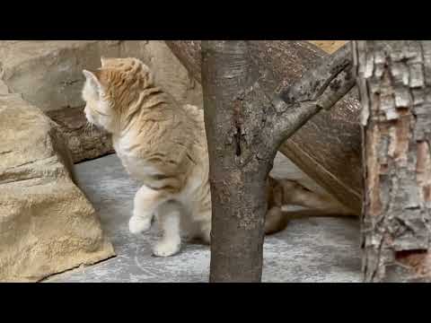 ジャミールさん 何を見つけたの☺️？　スナネコ　那須どうぶつ王国にて　2026年1月11日 サムネイル