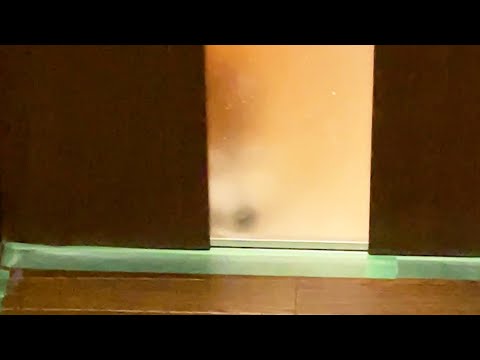 家族の帰りが楽しみなくせに、いざ再会するとやれやれだぜ感を出してくる柴犬 サムネイル