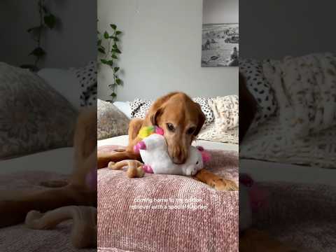 coming home to my golden retriever🥵goldenretreivers dog pup… サムネイル