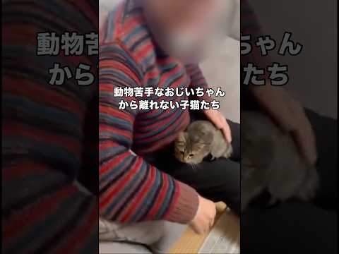 動物苦手なおじいちゃんが家に遊びに来たらなぜか子猫たちがおじいちゃんから離れなくなりました 保護猫 子猫 猫 shor… サムネイル