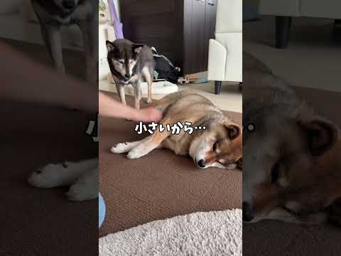 実は天然記念物？柴犬の柴ってなに？