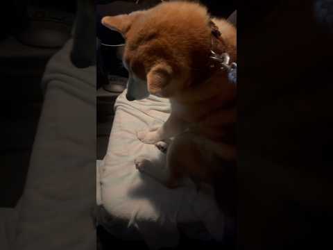 柴犬福 姉に立てこもり発動した柴犬🤣Sister and Shiba🤣姉と柴 shorts funny funnydo… サムネイル