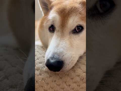 柴犬福 姉がいない時を選んで部屋を訪問したが、結局姉が来てしまった時の柴犬🤣Sis and Shiba🤣姉と柴 sho… サムネイル