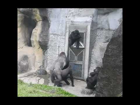 Gorilla D'jeeco family.Jabali 5y5m old.Ringo 4y11m old shor… サムネイル