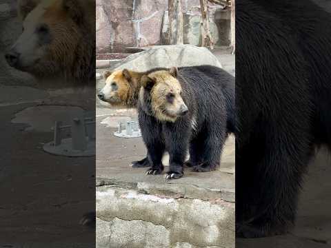 shorts おはようお浜ちゃんお松ちゃん　エゾヒグマ　浜松市動物園にて　2026年4月5日
