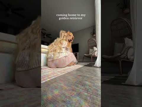 coming home to my golden retriever🥵goldenretreivers dog pup… サムネイル
