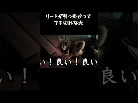 リードが引っ掛かってブチ切れな犬 サムネイル