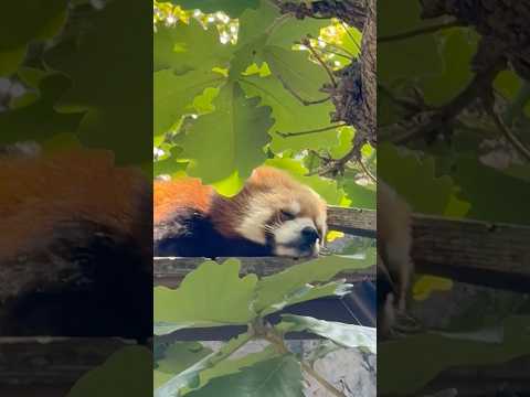 shorts スヤスヤ💤イチゴちゃん　レッサーパンダ　野毛山動物園にて　2025年12月6日 サムネイル