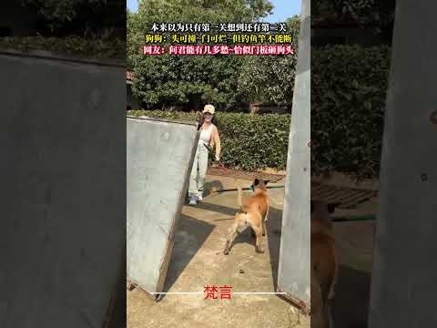 本來以為只有第一關想到還有第二關 意外 萬萬沒想到 萌寵 狗狗 dog amazing pets shorts