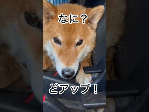 ’26.5.28 力丸の気分は…？ 柴犬 shibainu 柴犬のいる暮らし 柴犬の日常 車中泊犬 カメラ目線 力丸 サムネイル