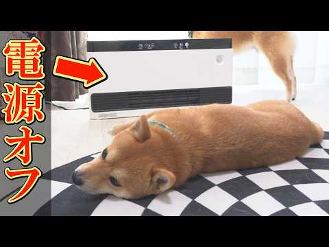 電源が入っていないのに、気持ち良さそうにヒーター前に陣取る柴犬が可愛い。 サムネイル