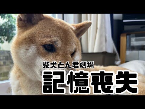 きっと記憶がある時に何億回とやってきた動作なのだろう… 柴犬 柴犬とん