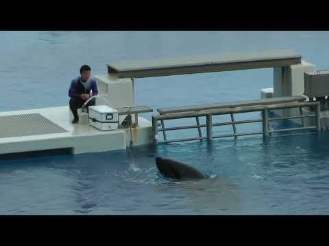 トレーナーさんの近くでぷかぷかランちゃん　須磨シーワールド　2025年12月25日  00013 サムネイル