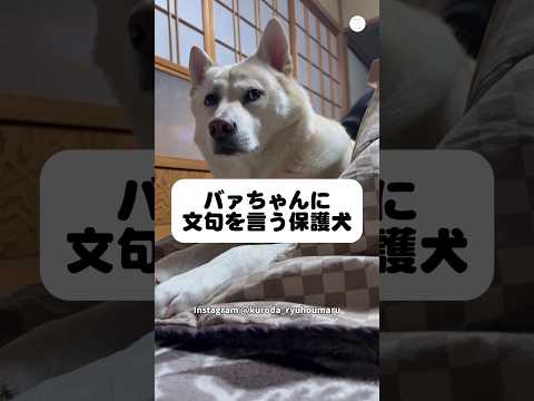 ご褒美が欲しくて文句を言い続ける保護犬、最後まで圧がすごい　　保護犬　犬　かわいい犬 面白い　犬のいる生活 サムネイル