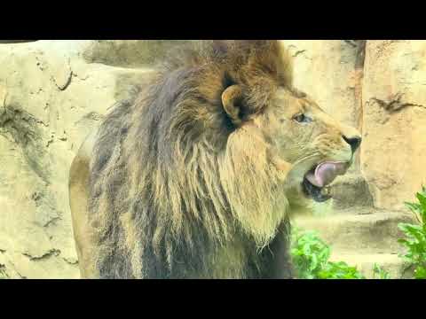 屠体給餌「ライオンのガブガブタイム」　その３　千葉市動物公園にて　2026年4月18日 サムネイル