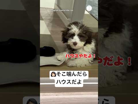 噛んでないよ…誤魔化し方が可愛すぎる犬　犬　かわいい犬 かわいい 子犬　ハバニーズ サムネイル