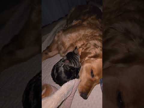 豆球見て夜中に起きたら右にイロハとキビ、足元にビス。 ゴールデンレトリバー 大型犬のいる生活 goldenretrie… サムネイル