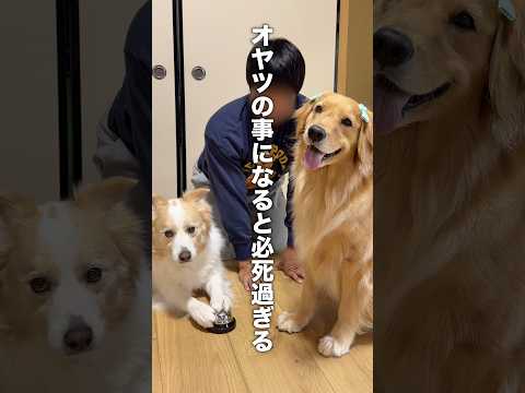 必死すぎる犬...!!【ゴールデンレトリバー・ボーダーコリー】shorts サムネイル