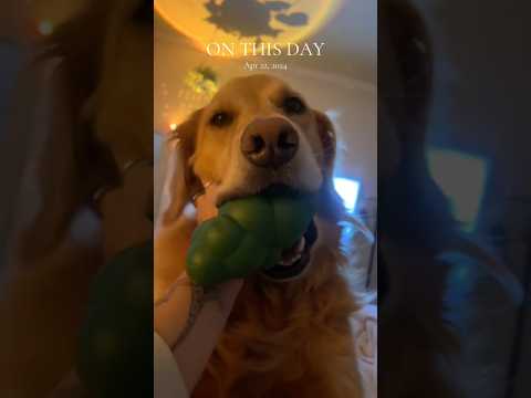 coming home to my golden retriever🥵goldenretreivers dog pup… サムネイル