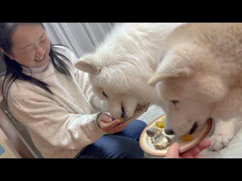 日頃の感謝を込めてプレゼントした最高のオヤツ、凄すぎる食べっぷりを見せる柴犬とサモエド サムネイル