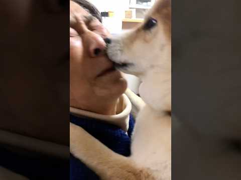 柴犬福 5年前の祖母と姉と柴犬の揉みくちゃ🤣Grandma,Sis and Shiba🤣姉と柴 shorts japa… サムネイル