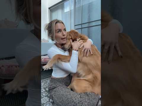coming home to my golden retriever🥵goldenretreivers dog pup… サムネイル