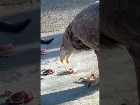 shorts 頭や尻尾は食べ無い様子　オジロワシ　浜松市動物園にて　2026年2月15日 サムネイル