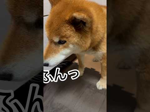 ’26.3.6 力丸の朝と夕… 柴犬 shibainu 柴犬のいる暮らし 柴犬の日常 食べる犬 力丸 サムネイル