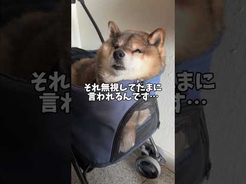 地味に国民的スターに似ている？柴犬12歳 サムネイル