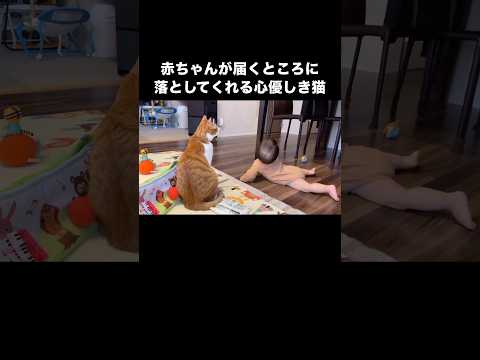 赤ちゃんのために届くところに落としてあげる心優しき猫 茶白猫 猫 猫と赤ちゃん shorts サムネイル